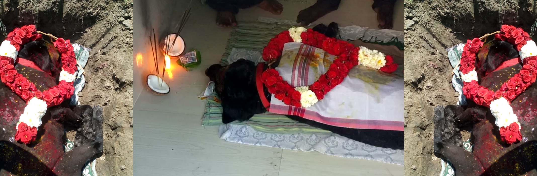 dog funeral service